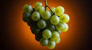 포도