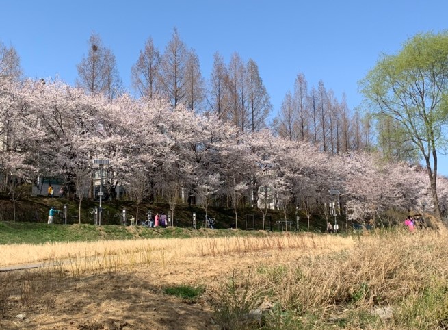 벚꽃