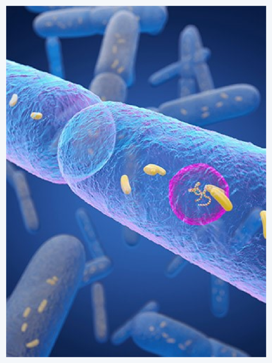 비피도박테리움