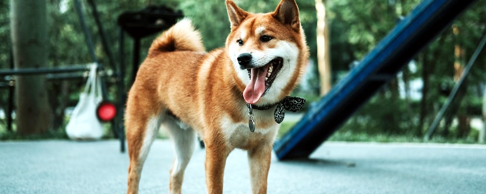 강아지 훈련 시키는 방법 3