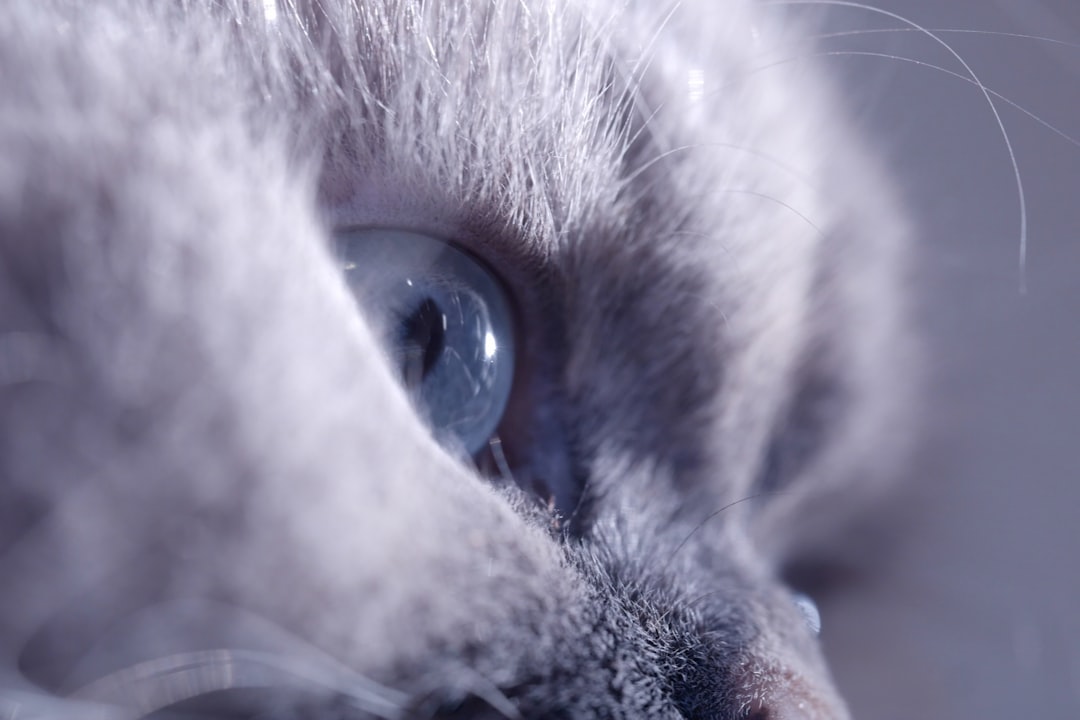 Chat.