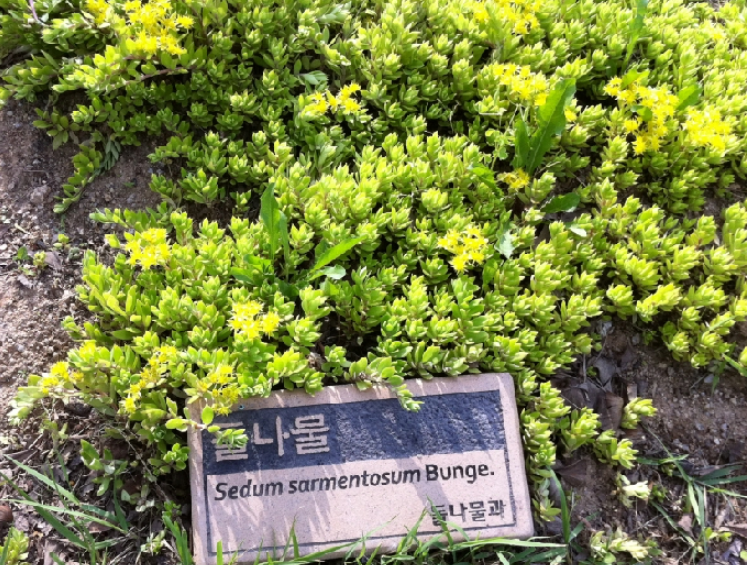 돌나물