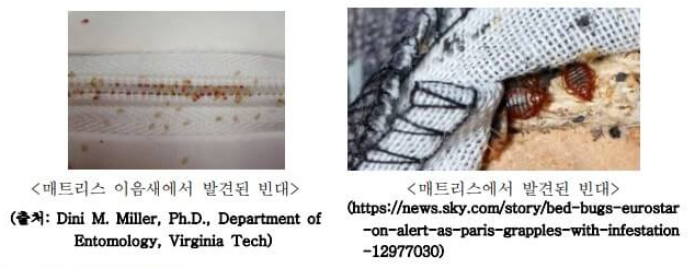 매트리스에서 발견된 빈대