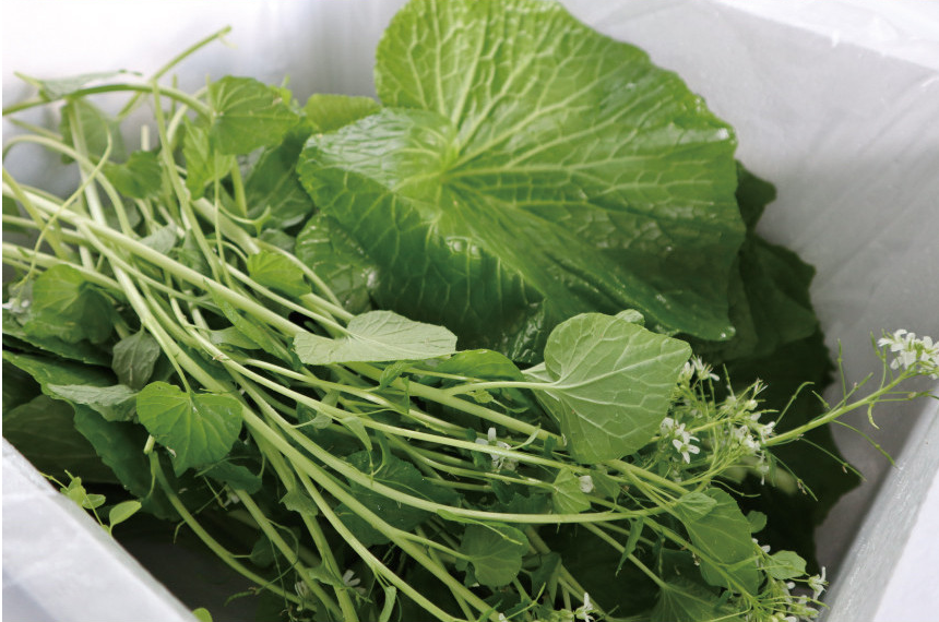 6시내고향 고추냉이 잎 꽃대 근경 생와사비 정가농원