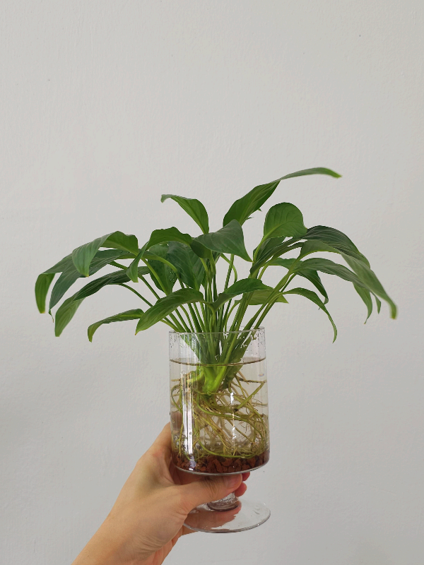 스파트필름 수경재배 추천식물