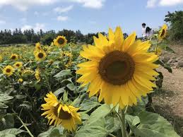 해와 바람의 정원, 해바라기 꽃길