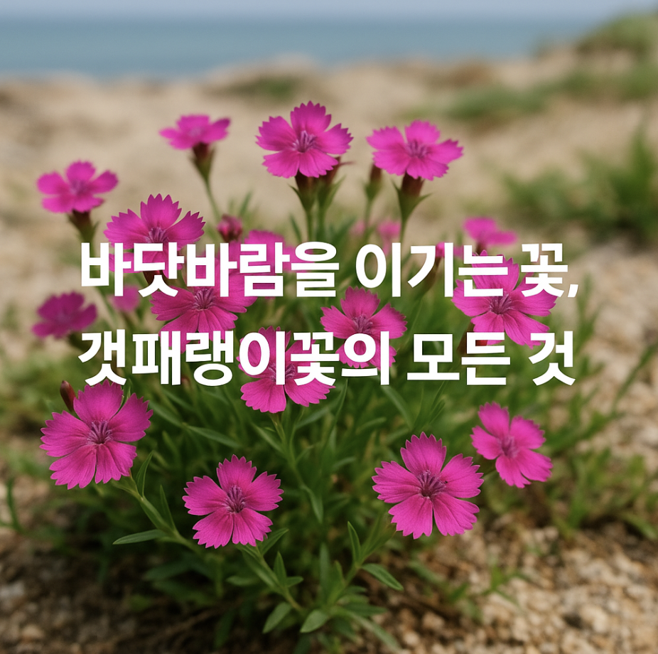 바닷바람을 이기는 꽃, 갯패랭이꽃의 모든 것