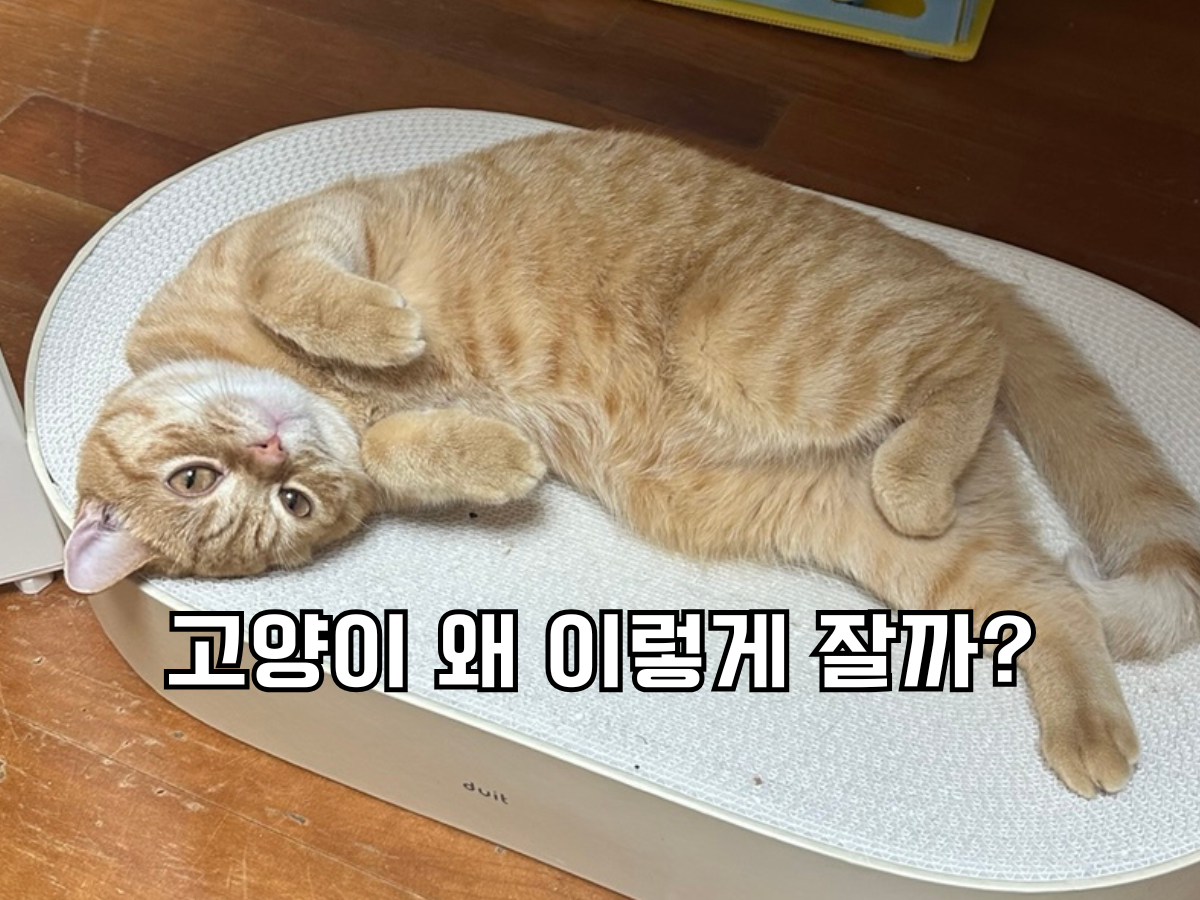 배를 보이고 편안하게 누워있는 치즈 고양이의 수면 자세와 고양이 왜 이렇게 잘까? 글이 써진 썸네일