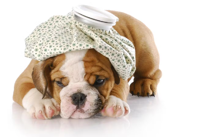 냉각중인 강아지