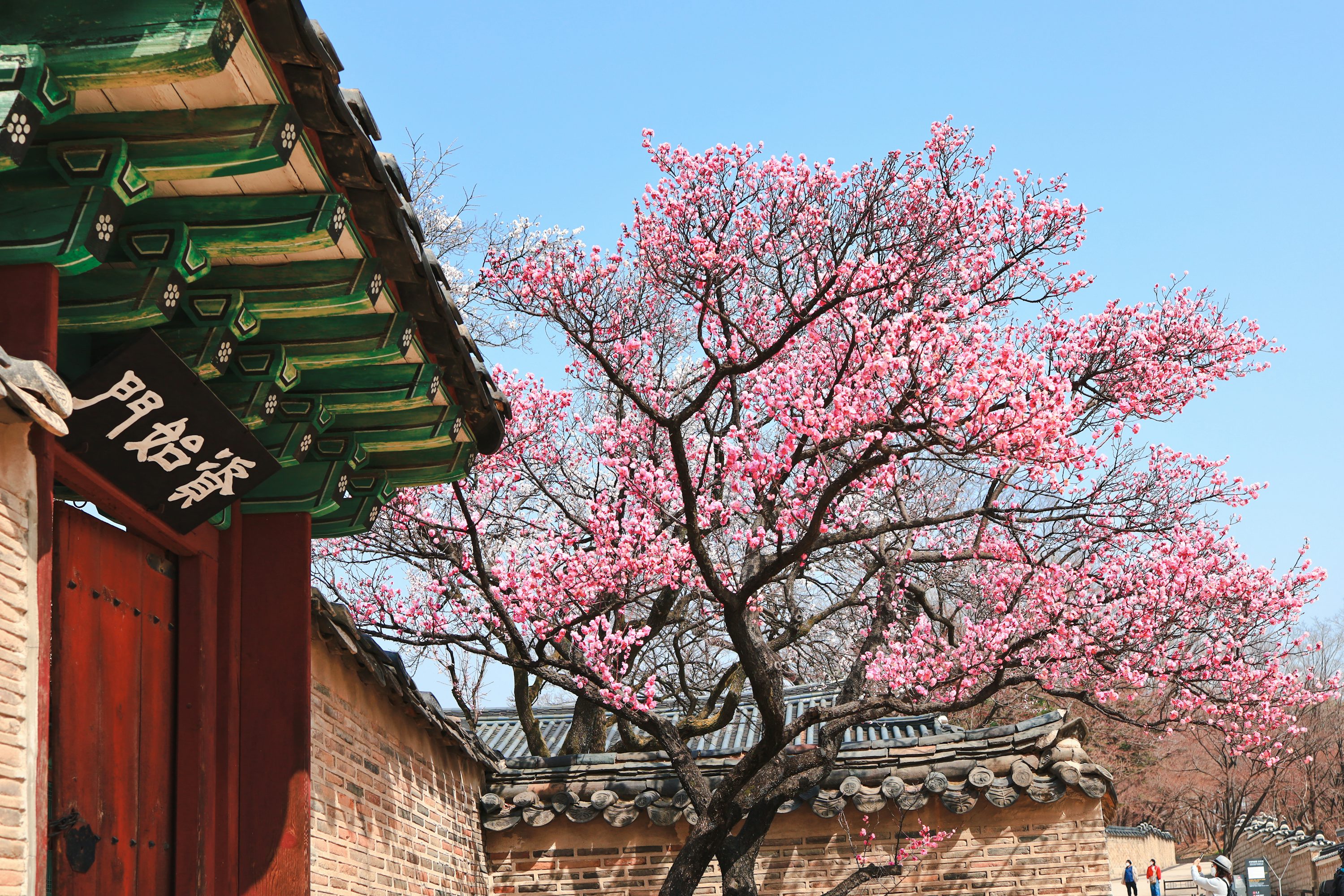 수도권에서 즐기는 3월 축제 (꽃,전통과 예술,먹거리) 이미지