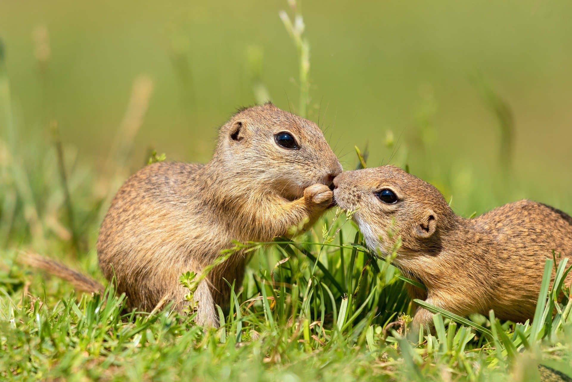 피그미 다람쥐 키우기|수명·분양·가격·먹이·케이지·냄새 총정리