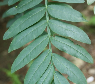 중국굴피나무 잎