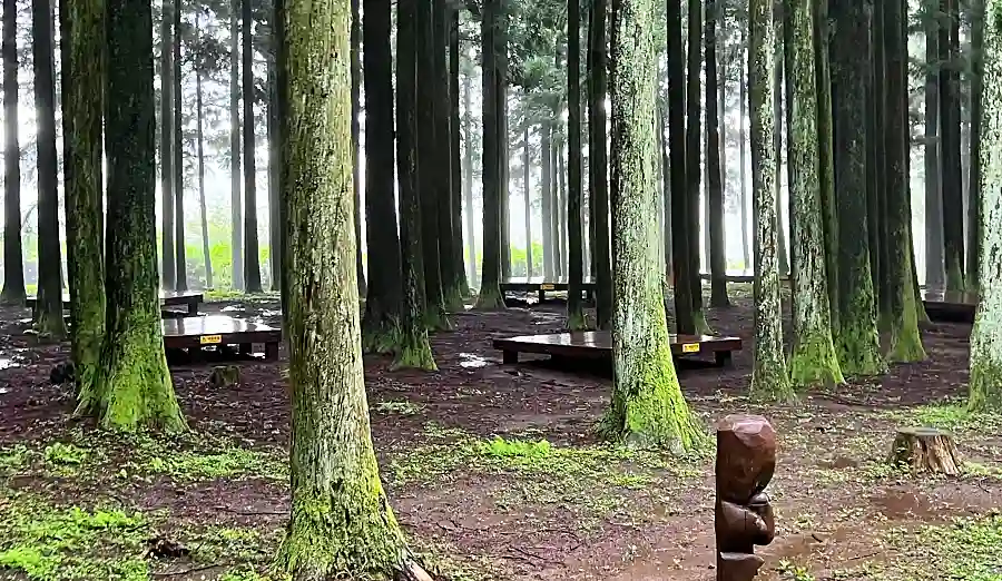 더운 여름에도 시원한 그늘을 만들어주는 자연휴양림 사진 입니다.