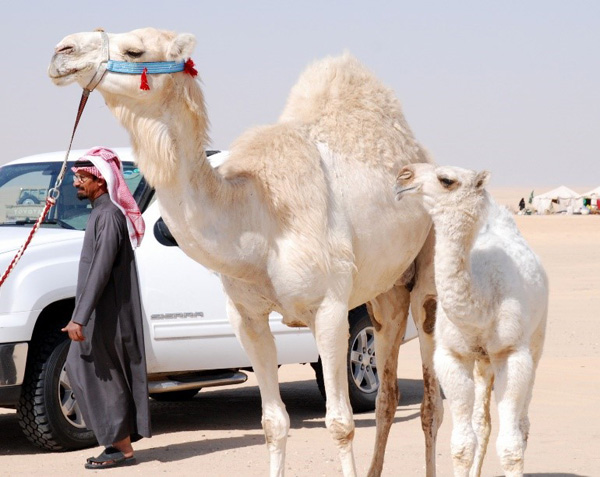 사우디아라비아 축제 '낙타 미인 대회'