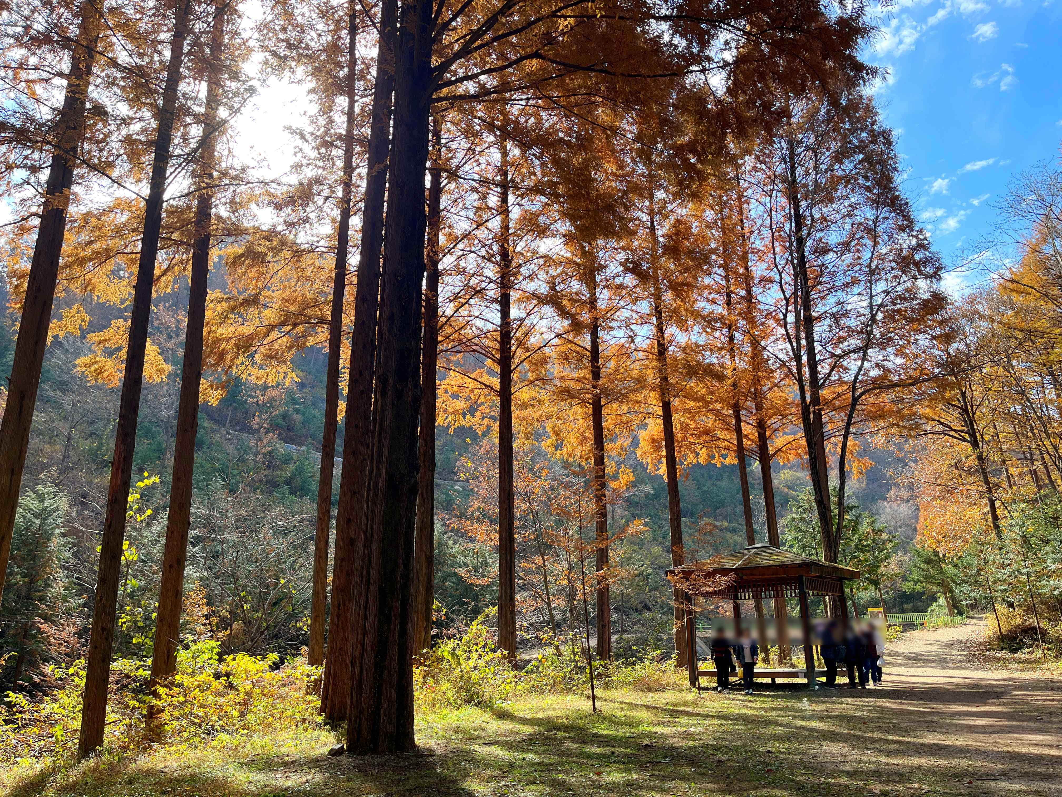 온빛자연휴양림