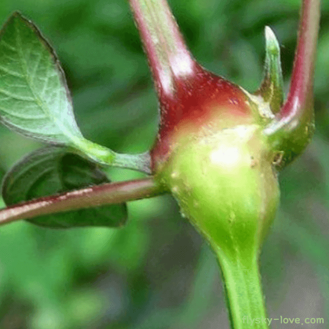 관절염 무릎에 좋은 우슬