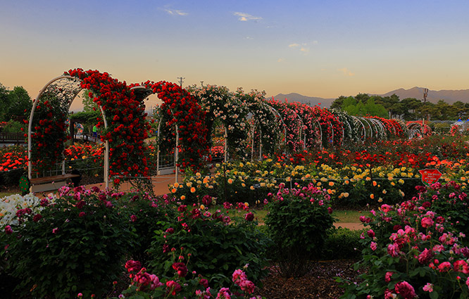 곡성 세계 장미 축제 2025 &ndash; 세계의 장미를 만날 수 있는 여행지