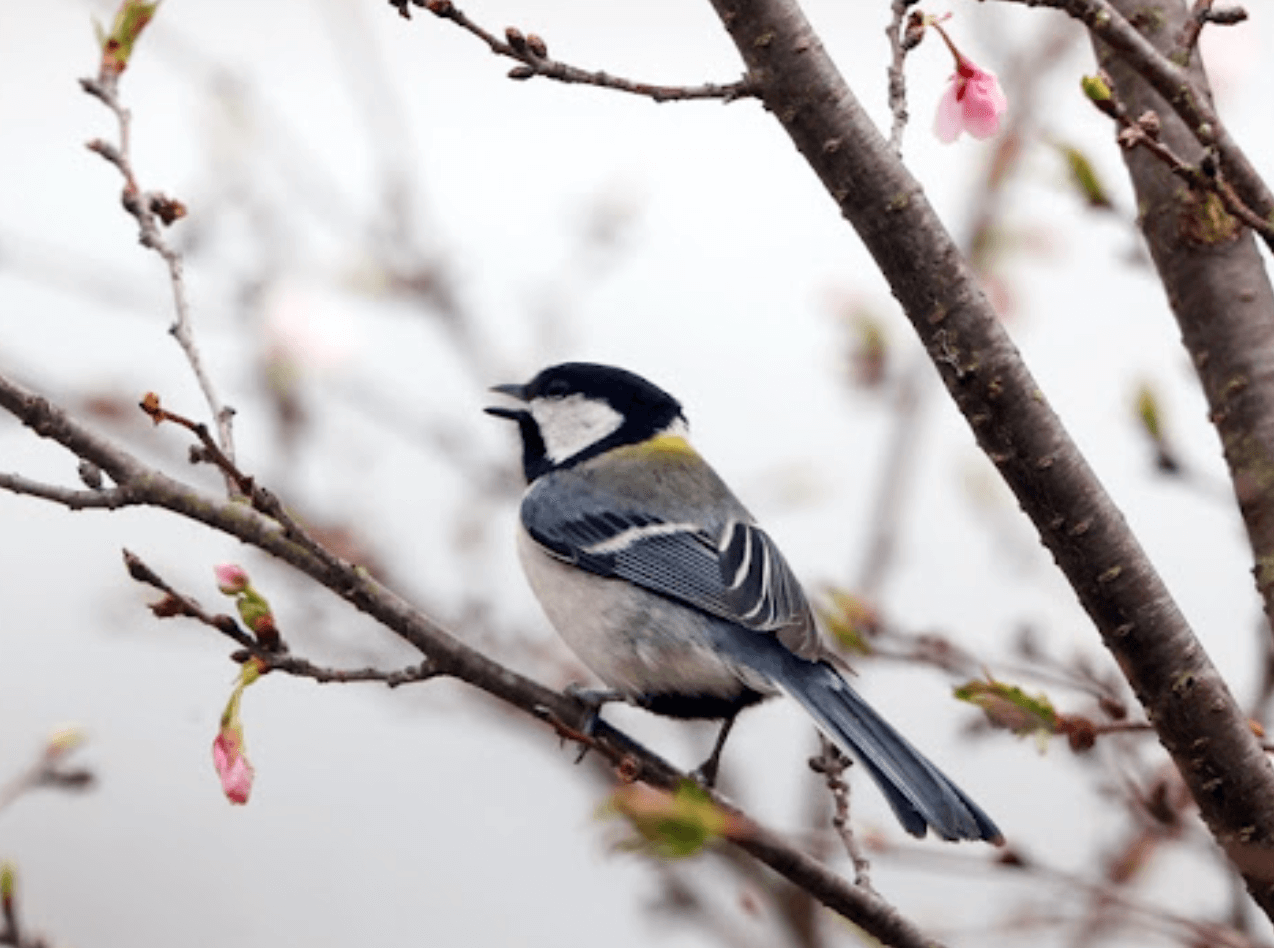 지리산에 트레킹 중 마주할 수 있는 야생 동물들