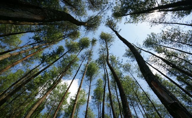 대표적인 침엽수인 소나무는 사시사철 푸름을 자랑한다