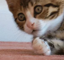 귀여운 고양이 움짤