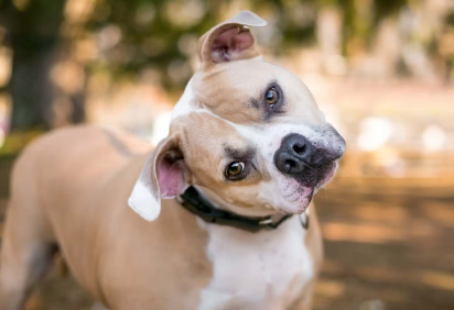 개가 고개를 갸우뚱거리다.