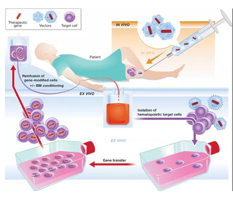 유전자 치료 개념도