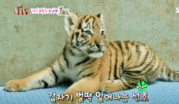 호랑이 꿈