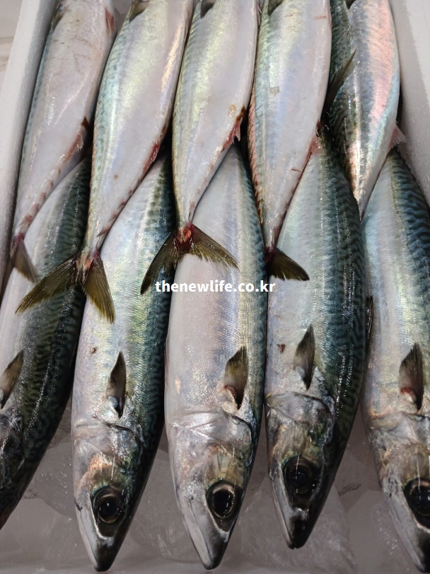 두뇌 건강과 기억력 향상에 도움이 되는 DHA가 풍부한 고등어 실물 사진