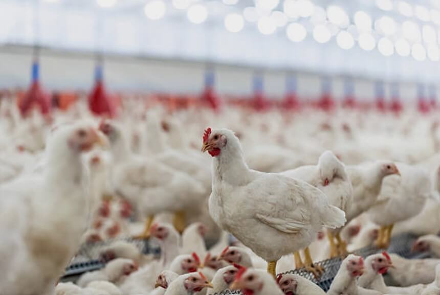 닭띠와잘맞는띠소띠