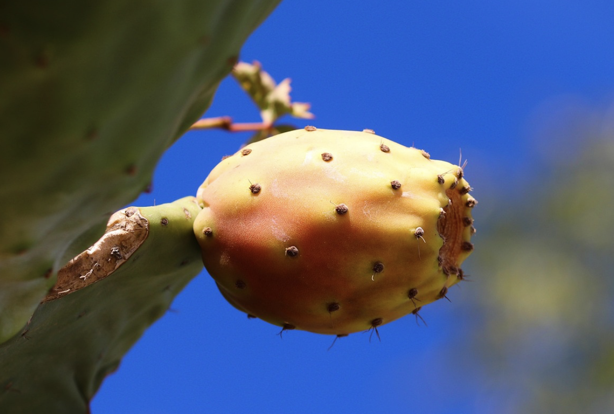 선인장 열매(프리클리 페어) – 멕시코 전통 식재료이자 슈퍼푸드
