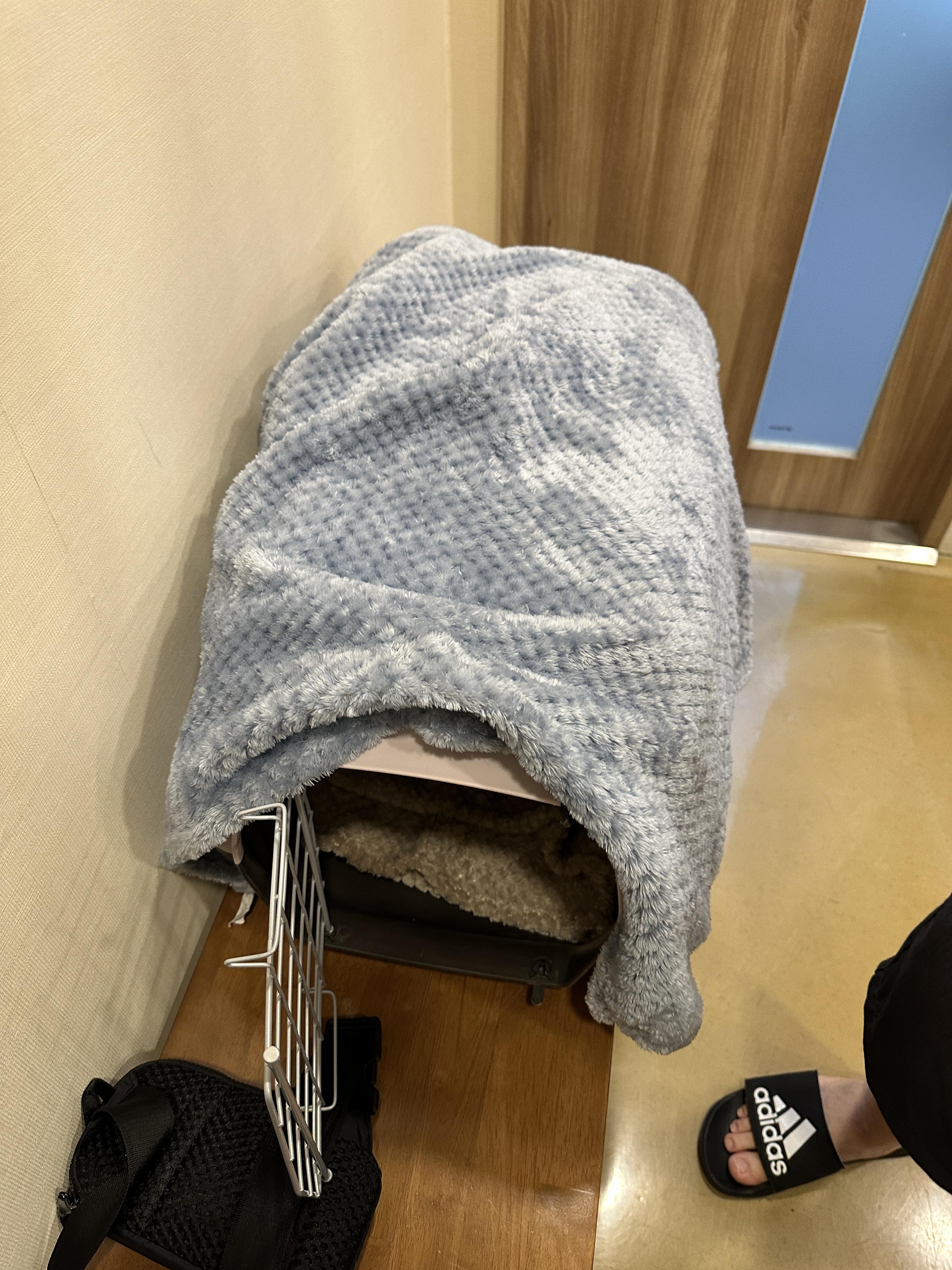 고양이_병원에_도착한_요미_이동장