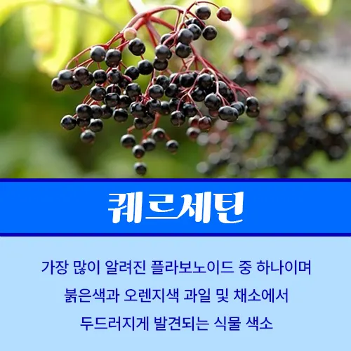 퀘르세틴