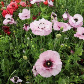 개양귀비 꽃의 효능6