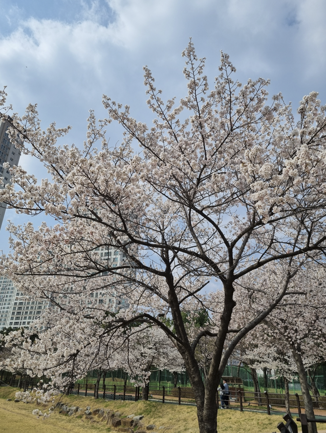 오송호수공원 벚꽃나무 1