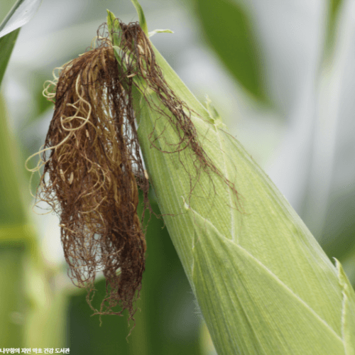 옥수수수염