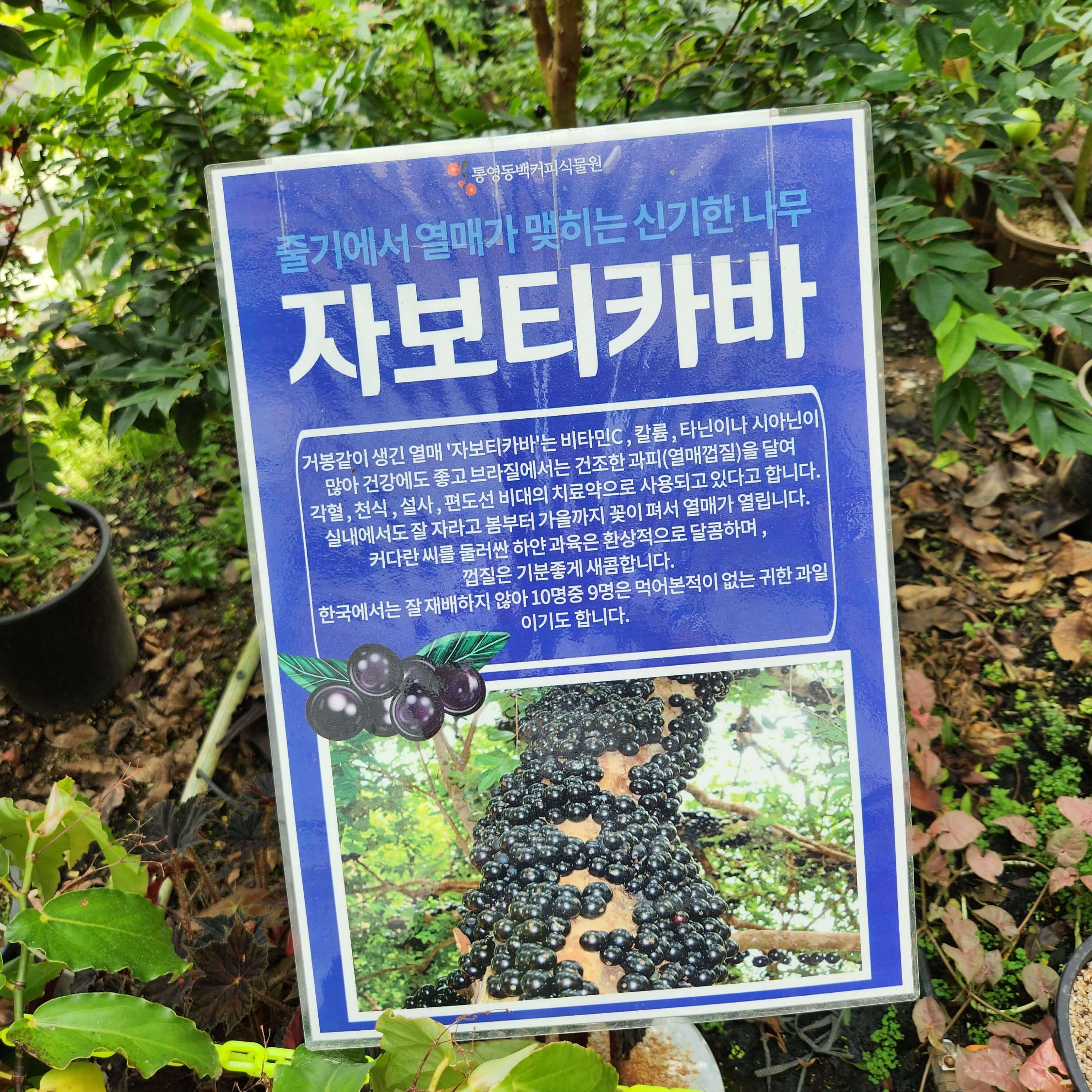 자보티카바