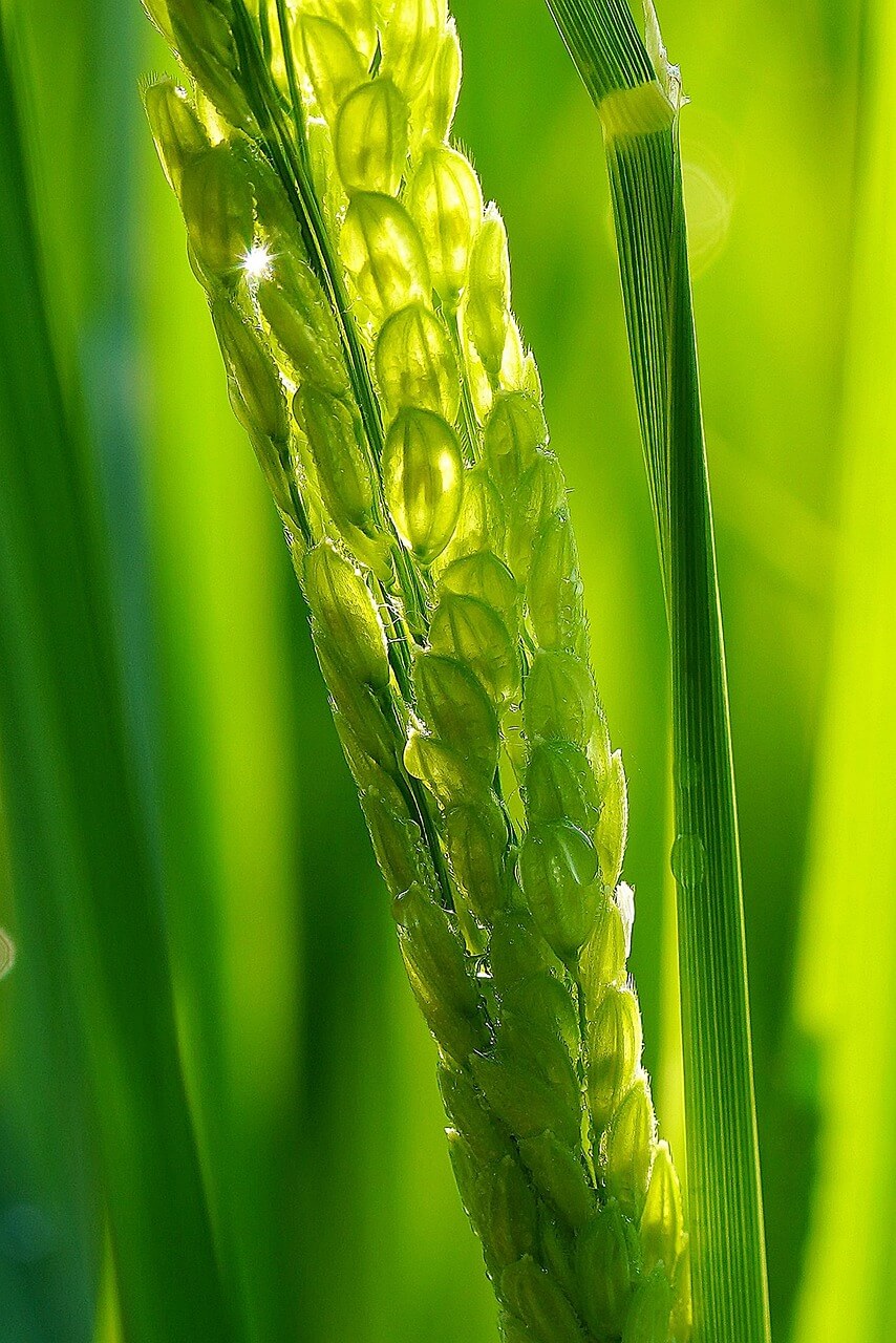 맞춤형 건강기능식품 셀프케어