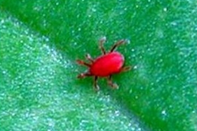 빨간진드기 다카라다니 퇴치법 (+예방법&amp;#44; 응급처치법)