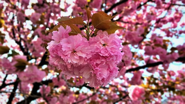 벚꽃