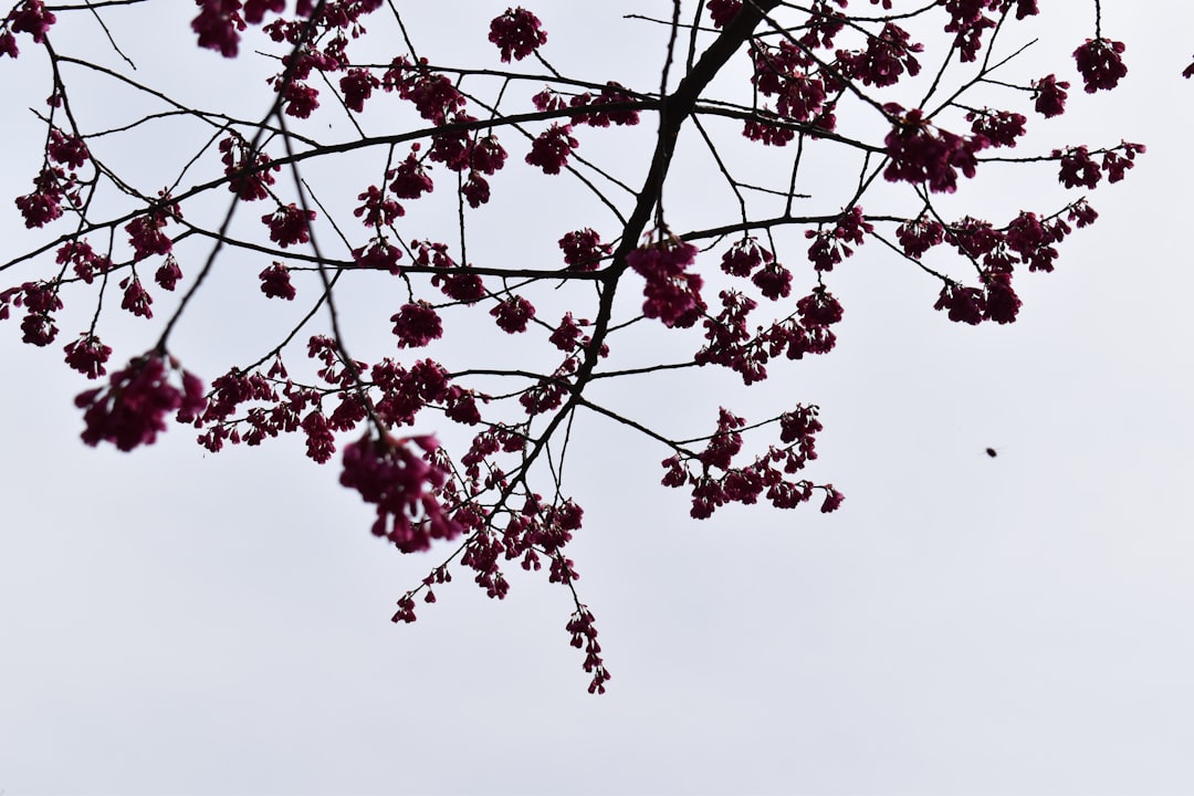 'Cherry Blossom'