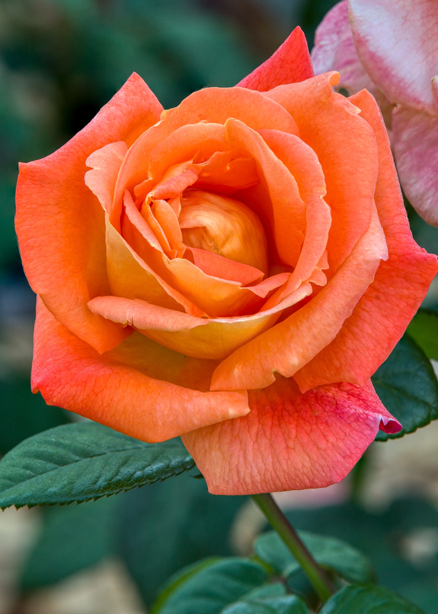 올림픽공원 장미축제 - 27