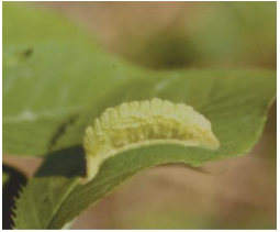 출처(산림청) - 사사키잎혹진딧물