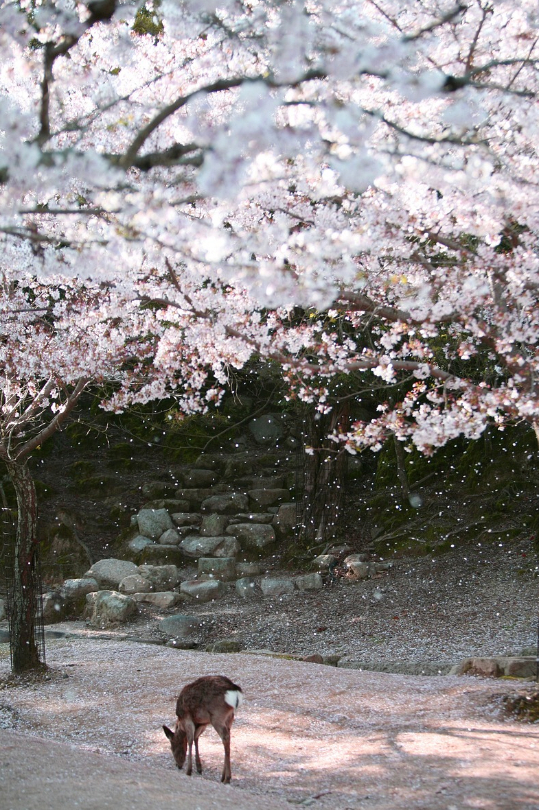 일본 나라현 여행 관련 예시 사진