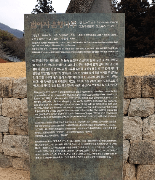부산 범어사 은행나무