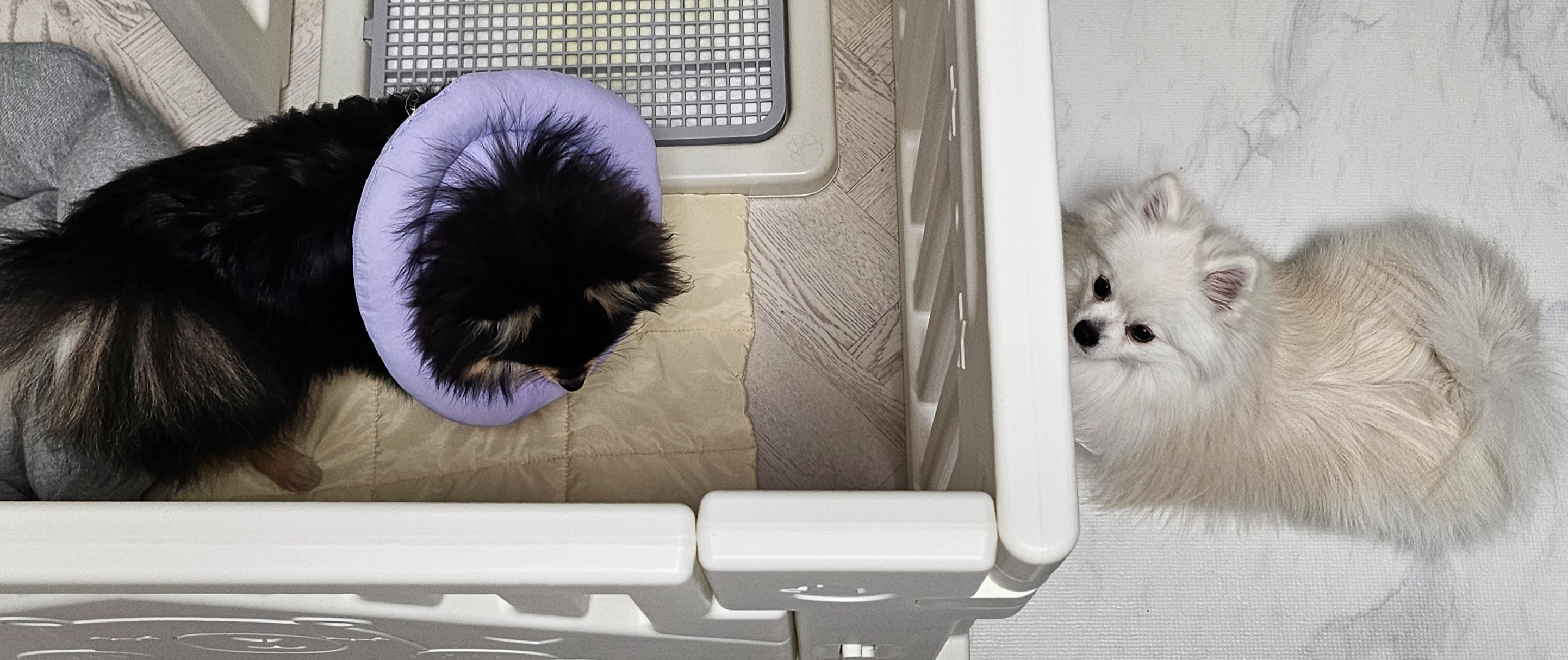 아픈 달콩이를 걱정하는 하콩