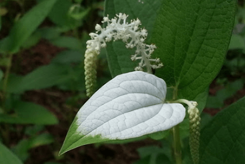 삼백초14