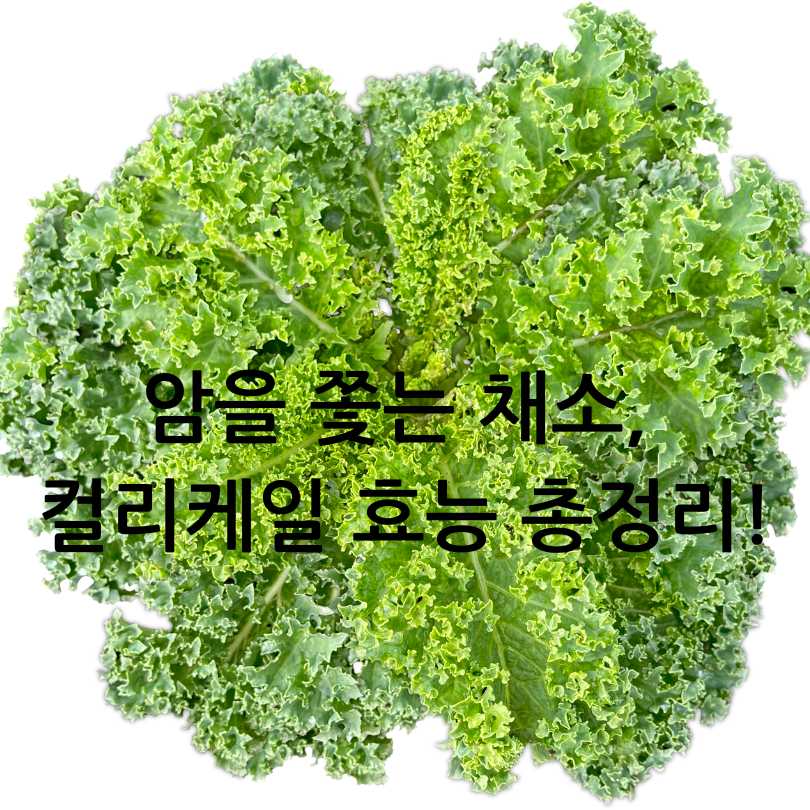 암을 쫓는 채소, 컬리케일 효능 총정리