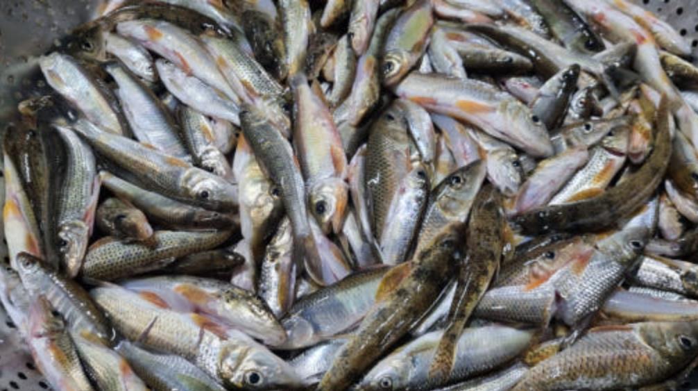 생생정보 민물 청년어부 유튜브 채널