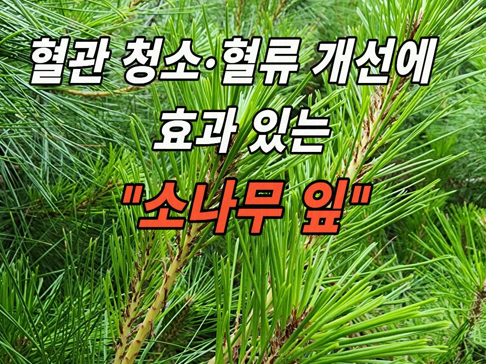 집 근처 소나무의 솔잎