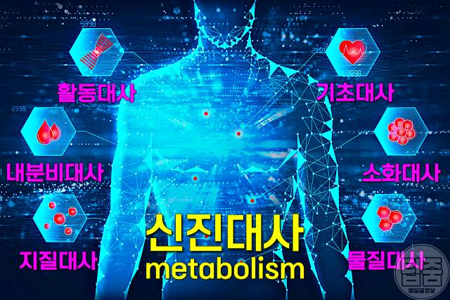 신진대사 높이는 방법 기초대사량